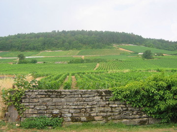 Vignes 1